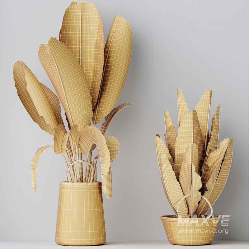 HQ HousePlants Ravenala Banana Strelitzia Nicolai Bird Of Paradise Set07 - Image 5