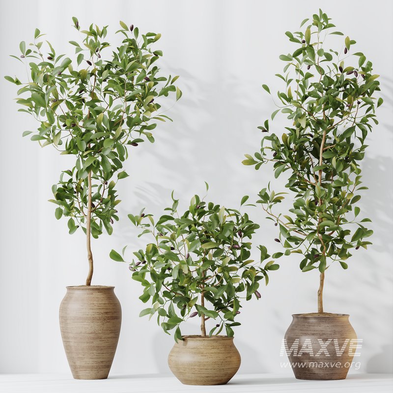 HQ HousePlants Briful Pachira Aquatica Grand Artificiel Set02 - Image 5