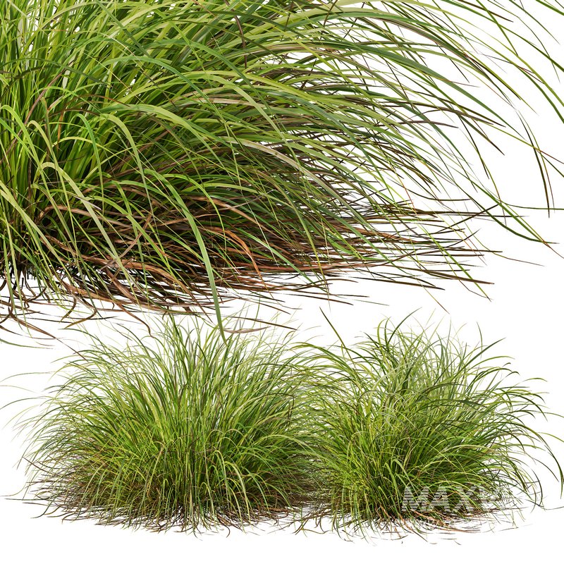 Libertia Grandiflora Grass and Carex Elata Aurea Grass - Image 7