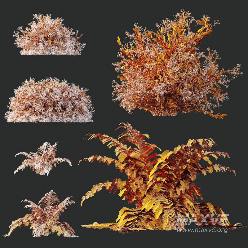 spring bush Macrothelypteris OligoPhlebia Torresiana Fern - Image 4