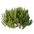 Cypress Bush 08 - Thumbnail 5