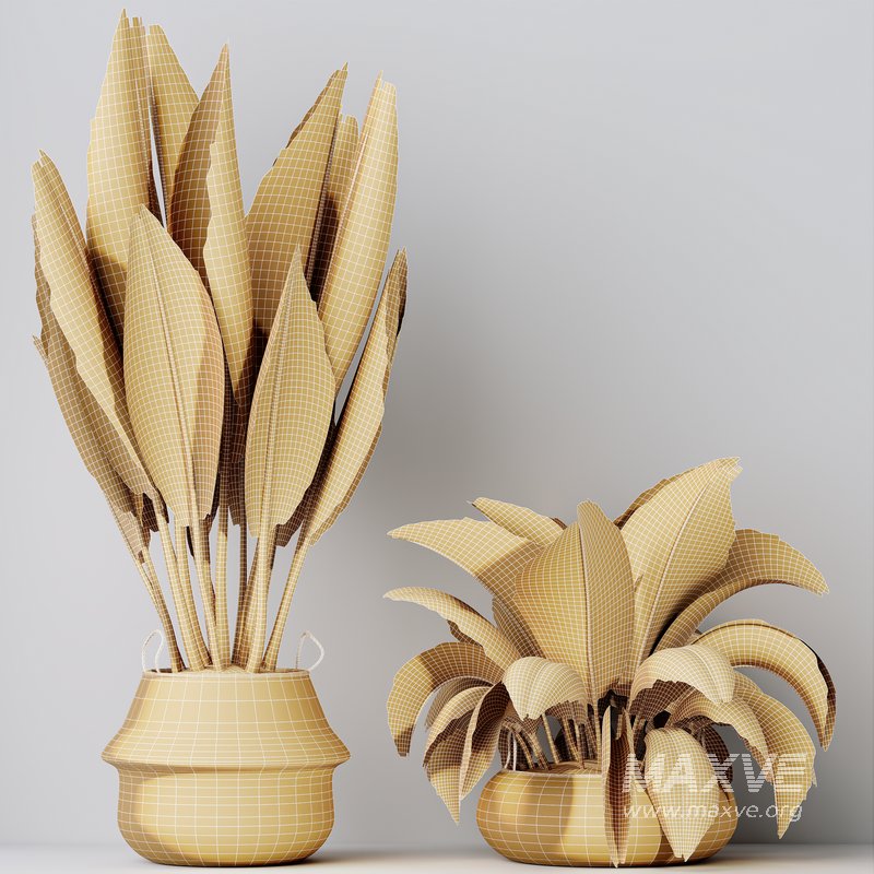 HQ HousePlants Ravenala Banana Strelitzia Nicolai Bird Of Paradise Set04 - Image 4