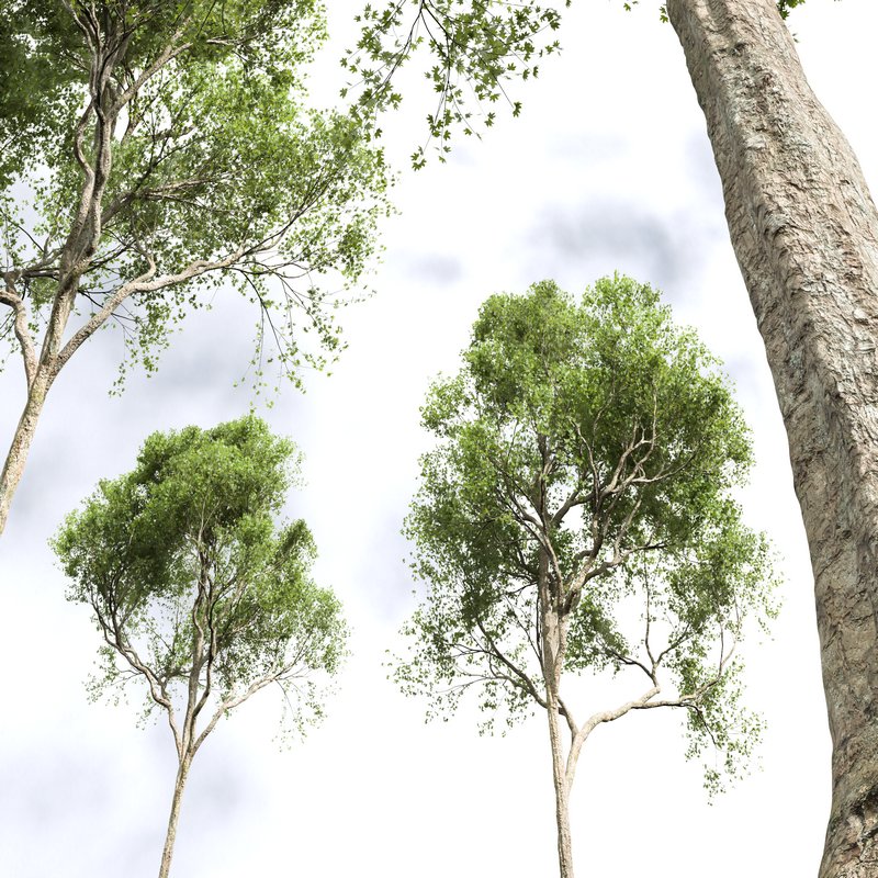 spring trees Acer Pseudoplatanus and Celtis Australis - Image 5
