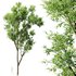 spring trees Celtis Australis and Fagus Grandifolia - Thumbnail 5