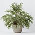 Indoor plants set 109 Dypsis Lutescens Areca Palm and Mission Kalamata Chemlali Olive - Thumbnail 4