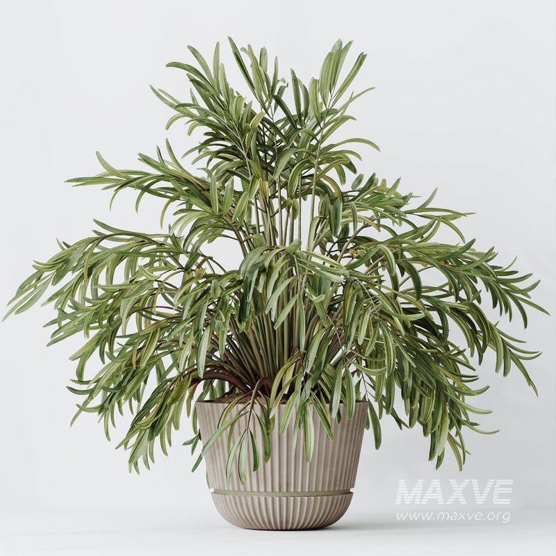 Indoor plants set 109 Dypsis Lutescens Areca Palm and Mission Kalamata Chemlali Olive - Image 4