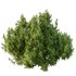 Cypress Bush 07 - Thumbnail 3