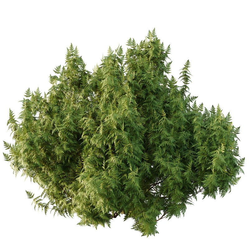 Cypress Bush 07 - Image 3