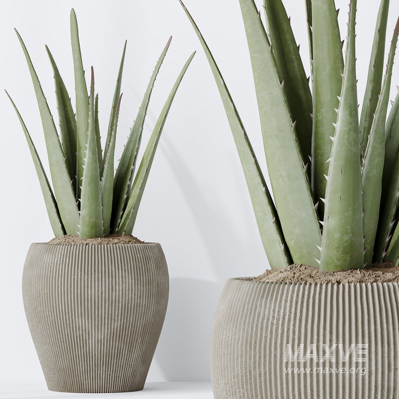 Indoor plants set 102 Large Leaf Form Swiss Cheese - Image 7