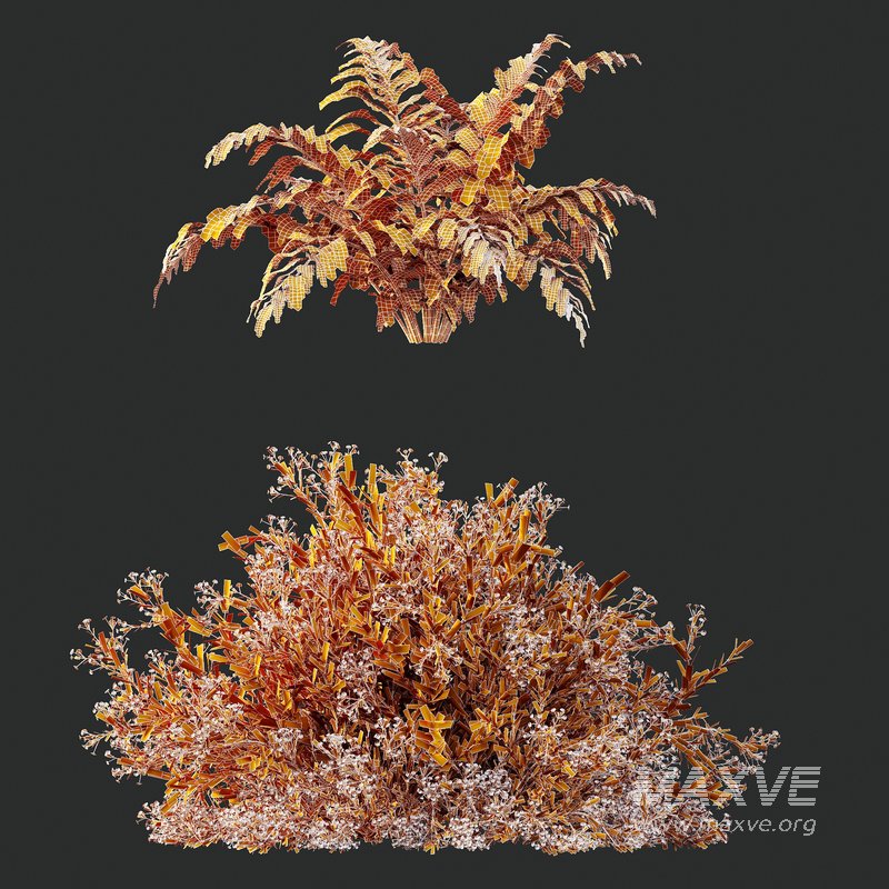 spring bush Macrothelypteris OligoPhlebia Torresiana Fern - Image 6