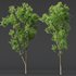 spring trees Acer Pseudoplatanus and Celtis Australis - Thumbnail 6