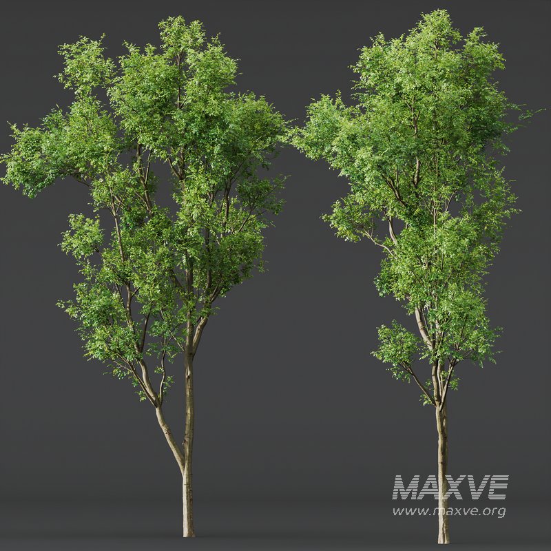 spring trees Acer Pseudoplatanus and Celtis Australis - Image 6