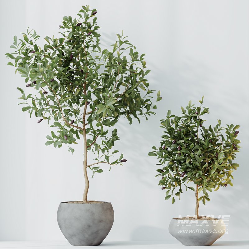 Indoor plants set 112 Aquatica Grand Artificiel and Lutescens Areca Palm - Image 4