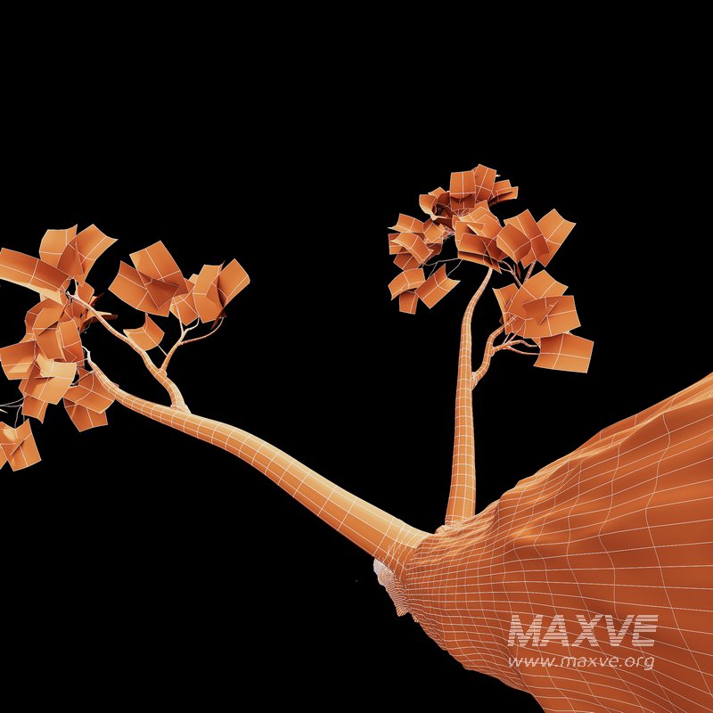 spring trees Acer Pseudoplatanus and Acer Saccharinum - Image 6