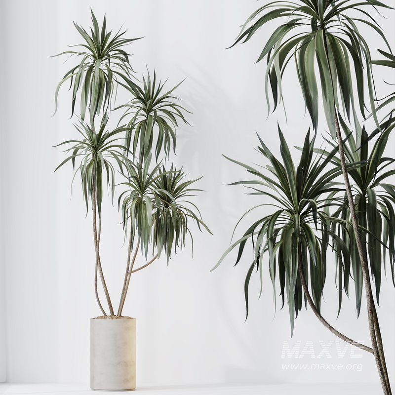 Indoor plants set 108 Dracaena Warneckii Lemon Lime and Mission Olive Tree - Image 5