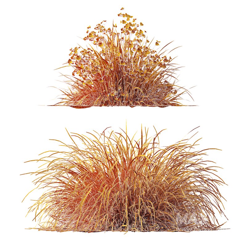 Libertia Grandiflora Grass and Carex Elata Aurea Grass - Image 4