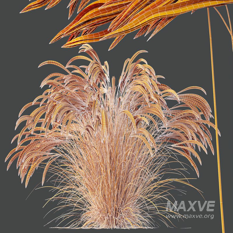 HQ Plants European Feather Stipa Pennata Grass - Image 6