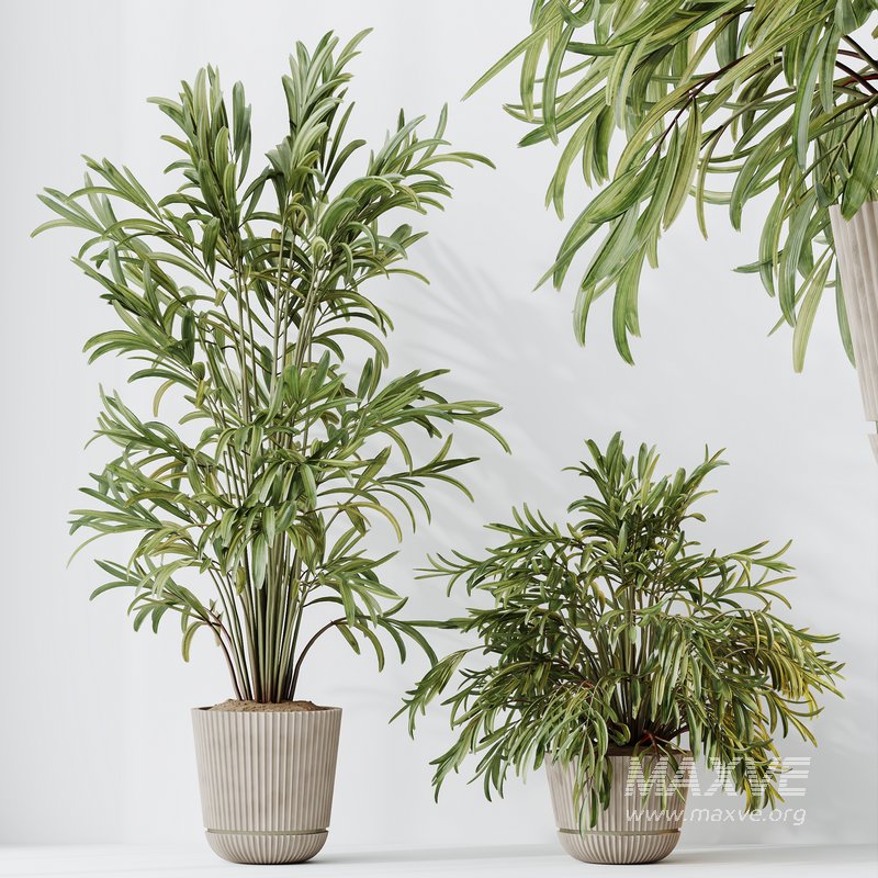 Indoor plants set 109 Dypsis Lutescens Areca Palm and Mission Kalamata Chemlali Olive - Image 6