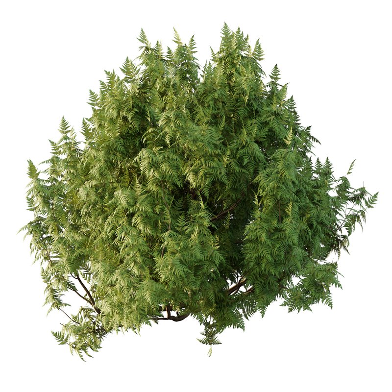 Cypress Bush 07 - Image 5