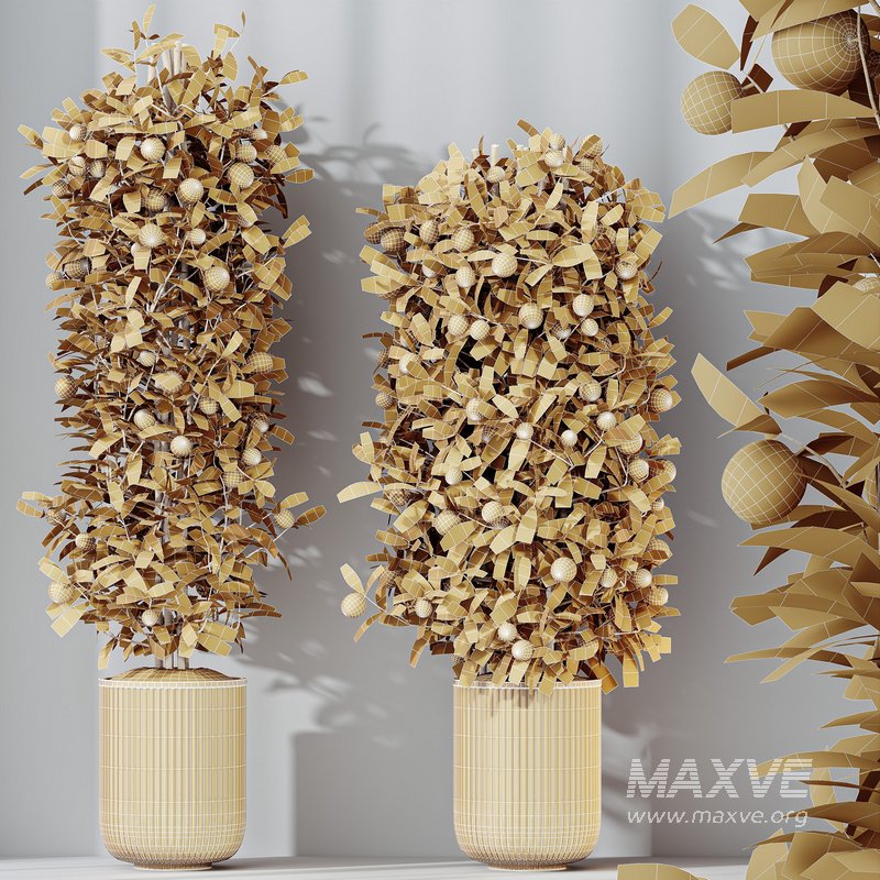 HQ HousePlants Mandarin Citrus Fruit Bosnai China Orange Tree Set02 - Image 5