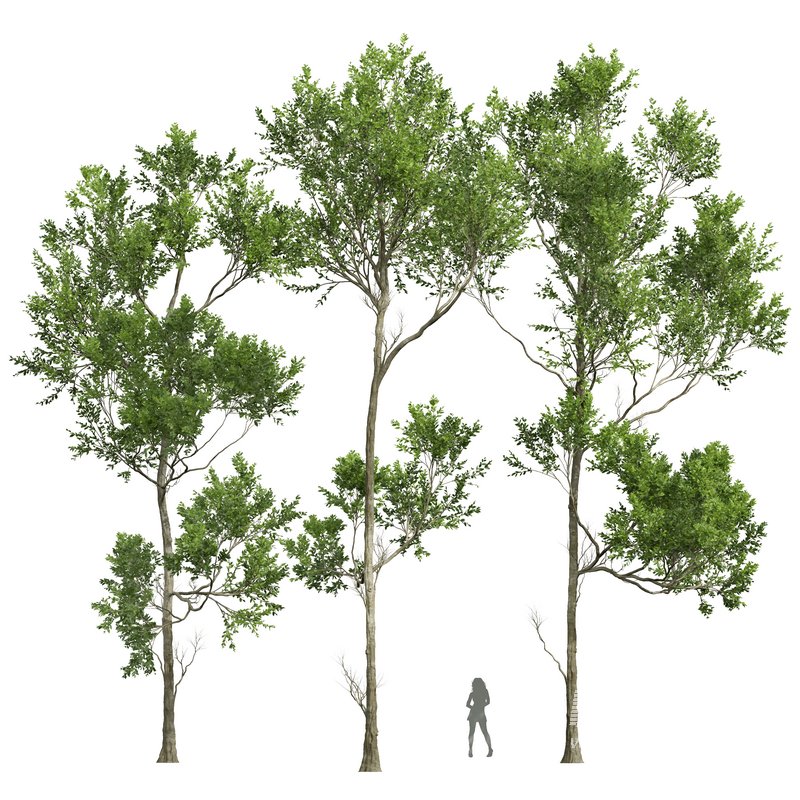 spring trees Celtis Australis and Fagus Grandifolia - Image 7