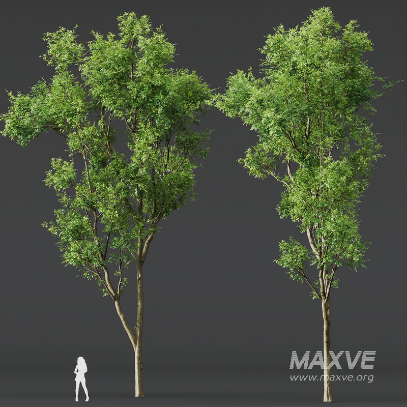 spring trees Celtis Australis and Fagus Sylvatica - Image 6