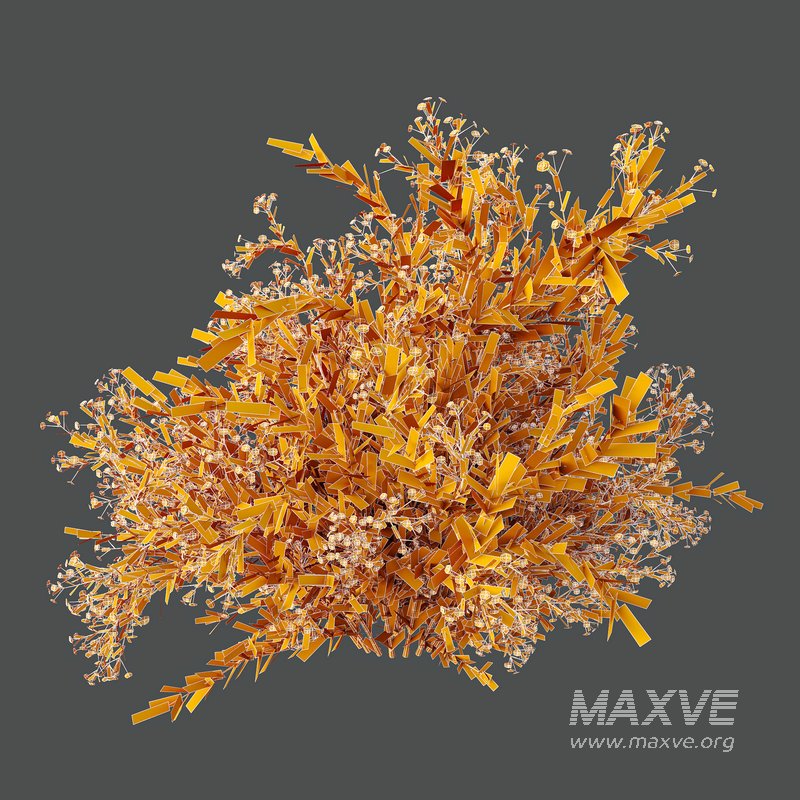 spring bush Macrothelypteris OligoPhlebia Torresiana Fern and Gypsophila - Image 7