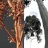 spring trees Acer Pseudoplatanus and Celtis Australis - Thumbnail 7