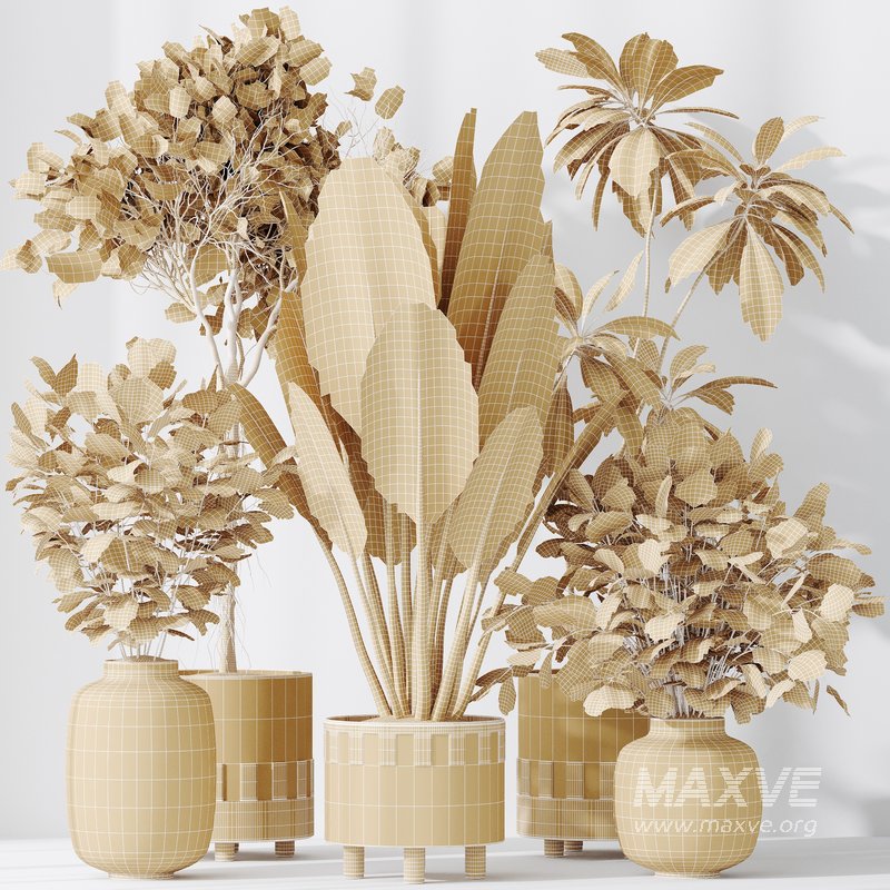 Indoor plants set 110 Eucalyptus Bouquet and Ficus Beliza - Image 7