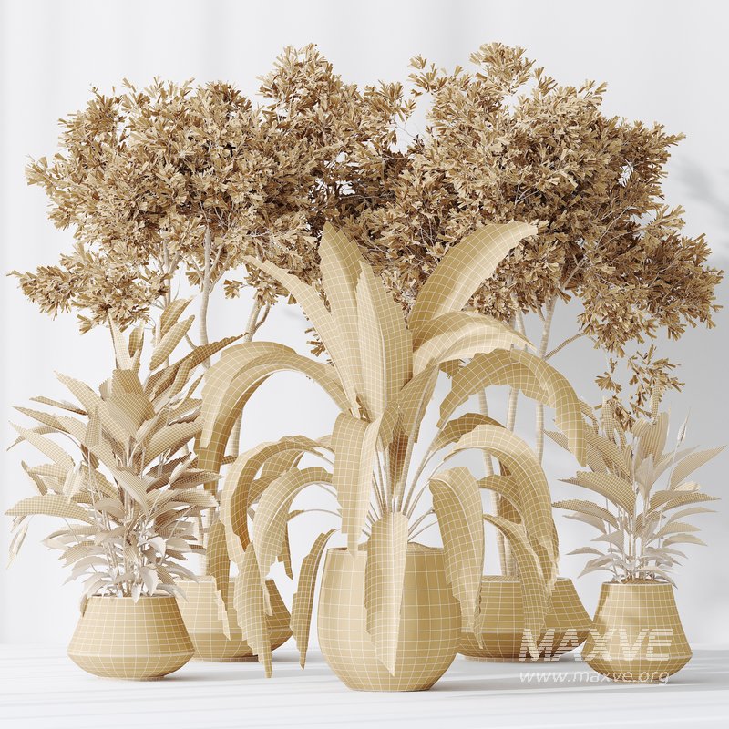 Indoor plants set 105 Wilsonii Chemlali Olive and Wallisii Bellini Peace Lily Domino - Image 5