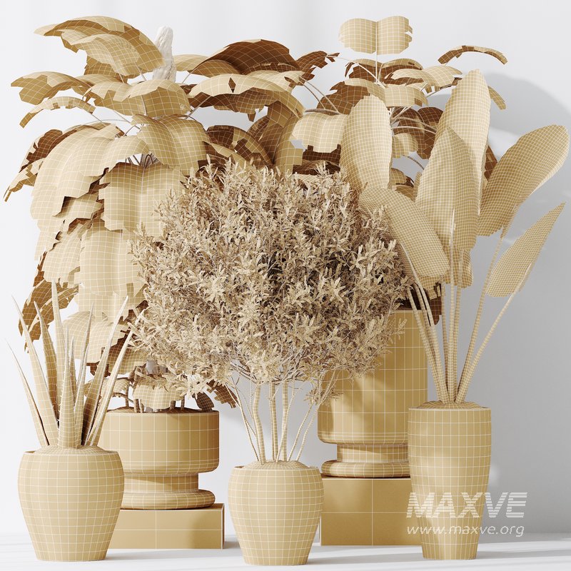 Indoor plants set 102 Large Leaf Form Swiss Cheese - Image 2