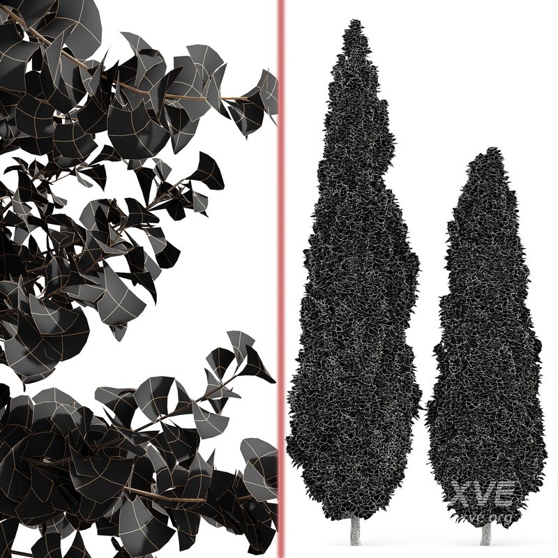 spring trees Maidenhair Ginkgo Biloba and Mediterranean Cypress - Image 7