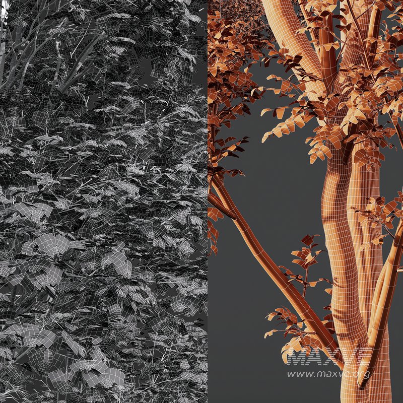 spring trees Celtis Australis and Fagus Sylvatica - Image 8