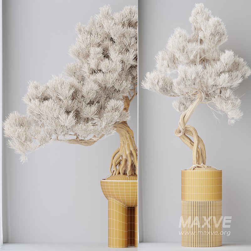 Indoor plants set 107 Bonsai Pinus Pentaphylla Thunbergii - Image 7