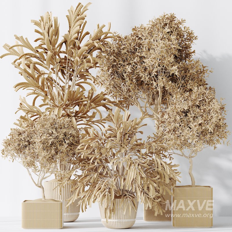 Indoor plants set 109 Dypsis Lutescens Areca Palm and Mission Kalamata Chemlali Olive - Image 5