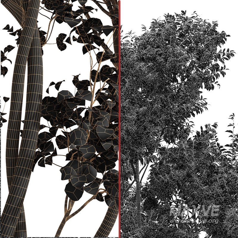 summer fall trees Sydney blue gum and Acer Saccharinum - Image 6