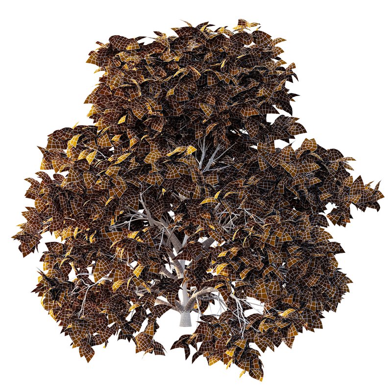 Cypress Bush 05 - Image 7