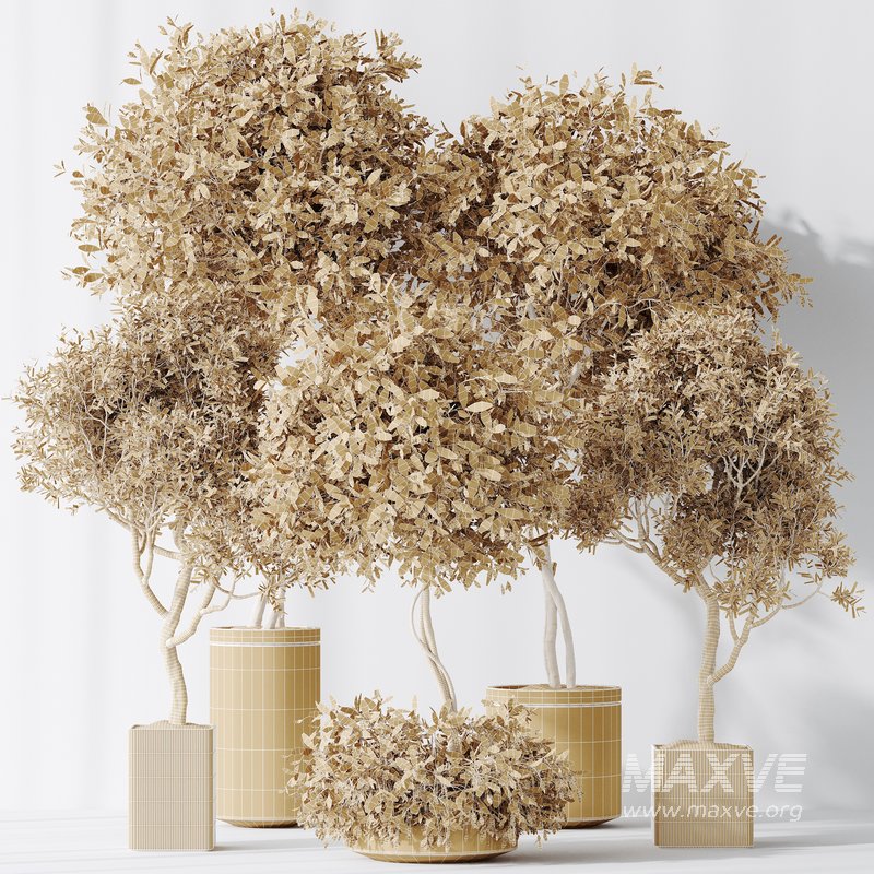 Indoor plants set 106 Olive Artificial Olivo Olea Tree and Mission Kalamata Leccino Arbequina - Image 5