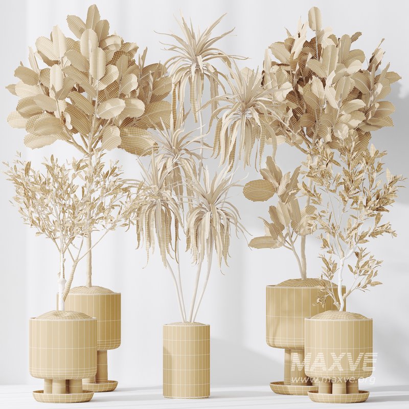 Indoor plants set 108 Dracaena Warneckii Lemon Lime and Mission Olive Tree - Image 7