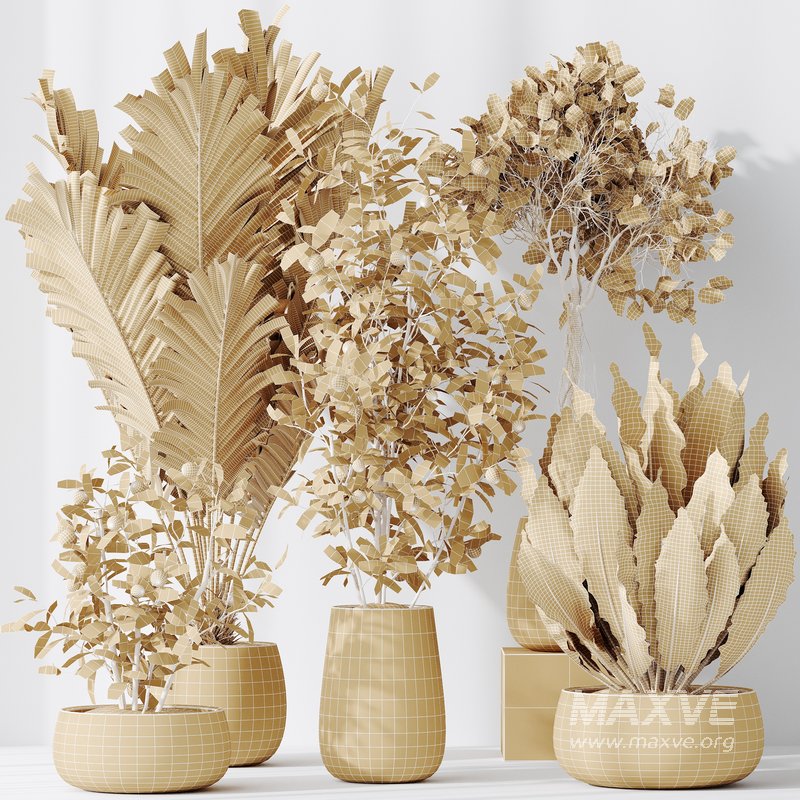 Indoor plants set 111 Areca Palm Paradise Kentia - Image 6