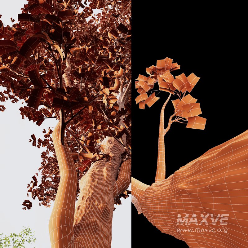 spring trees Acer Pseudoplatanus and Alnus Glutinosa - Image 7