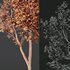 spring trees Celtis Australis and Fagus Grandifolia - Thumbnail 6