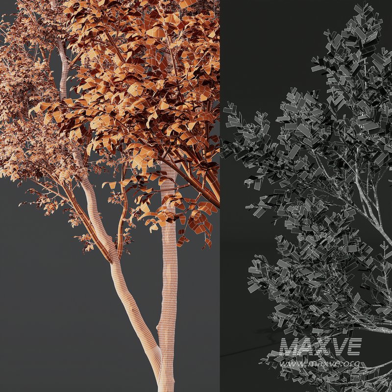 spring trees Celtis Australis and Fagus Grandifolia - Image 6