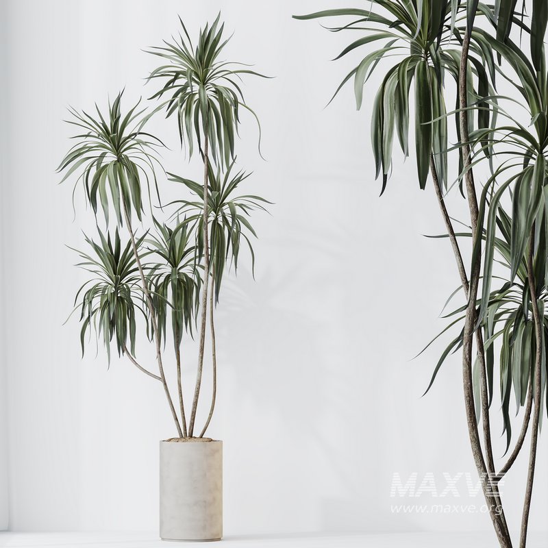 Indoor plants set 108 Dracaena Warneckii Lemon Lime and Mission Olive Tree - Image 6