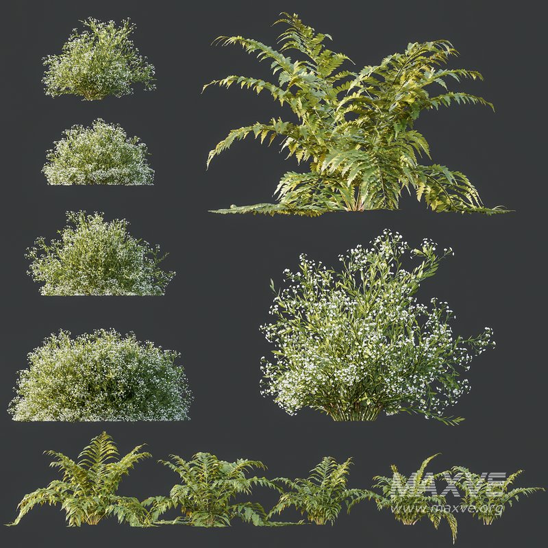 spring bush Macrothelypteris OligoPhlebia Torresiana Fern and Gypsophila - Image 8