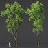 spring trees Celtis Australis and Fagus Grandifolia - Thumbnail 8