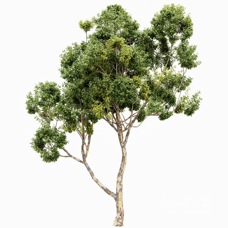 summer fall trees Sydney blue gum and Acer Saccharinum - Image 7