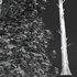 spring trees Celtis Australis and Fagus Sylvatica - Thumbnail 9
