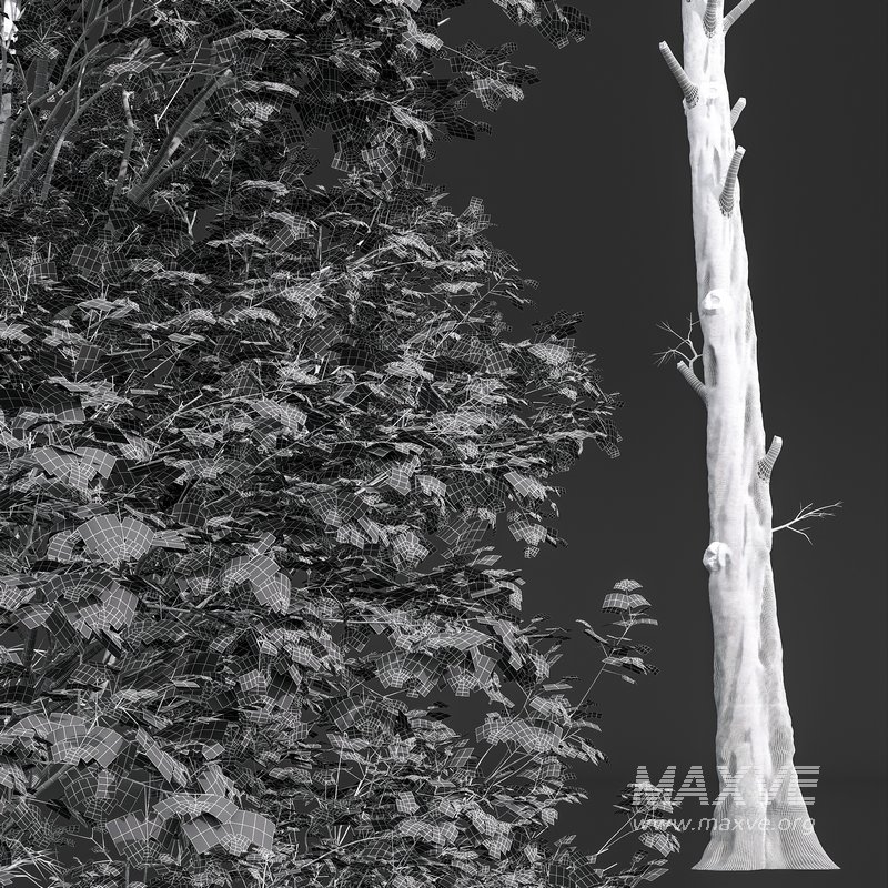 spring trees Celtis Australis and Fagus Sylvatica - Image 9