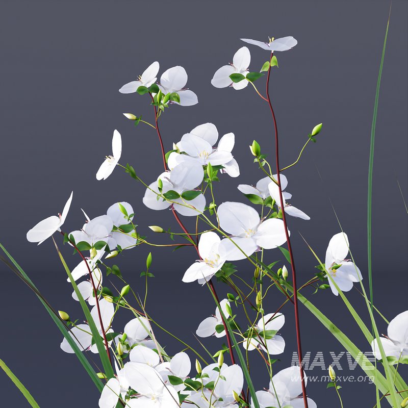 Libertia Grandiflora Grass and Carex Elata Aurea Grass - Image 8